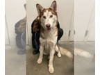Siberian Husky DOG FOR ADOPTION RGADN-1387512 - ELIZABETH - Siberian Husky
