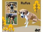 Boxer-Retriever Mix DOG FOR ADOPTION RGADN-1387516 - Rufus - Boxer / Retriever /