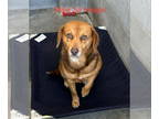 Beagle Mix DOG FOR ADOPTION RGADN-1387523 - Woody - Beagle / Mixed (short coat)