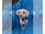 Poodle (Miniature) Mix DOG FOR ADOPTION RGADN-1387524 - Wozniak - Poodle