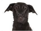 Border Collie Mix DOG FOR ADOPTION RGADN-1387526 - Shelby - Border Collie /