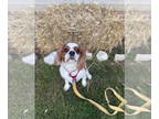 Cavalier King Charles Spaniel DOG FOR ADOPTION RGADN-1387527 - Oliver - Cavalier