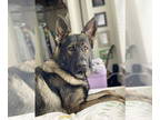 German Shepherd Dog DOG FOR ADOPTION RGADN-1387530 - Archer - URGENT!!!