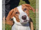 English Foxhound Mix DOG FOR ADOPTION RGADN-1387536 - Paisley - Yellow Labrador