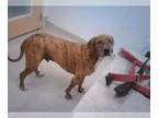 Plott Hound DOG FOR ADOPTION RGADN-1387537 - HORACE - Plott Hound (medium coat)