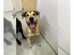 Great Dane Mix DOG FOR ADOPTION RGADN-1387539 - SUMMER - Great Dane / Belgian
