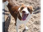 Border-Aussie DOG FOR ADOPTION RGADN-1387542 - DOLL - Border Collie / Australian