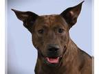Labrador Retriever Mix DOG FOR ADOPTION RGADN-1387544 - PECAN - Labrador