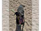 Rottweiler Mix DOG FOR ADOPTION RGADN-1387545 - SOPHIA - Rottweiler / Mixed