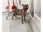 American Pit Bull Terrier DOG FOR ADOPTION RGADN-1387546 - ROXIE - Pit Bull