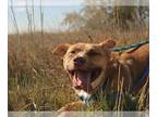 Carolina Dog DOG FOR ADOPTION RGADN-1387548 - BLITZEN - Carolina Dog (medium