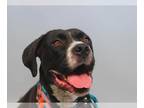BT Walker DOG FOR ADOPTION RGADN-1387550 - SABLE - Boxer / Treeing Walker