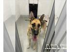 German Shepherd Dog DOG FOR ADOPTION RGADN-1387554 - TANGO - German Shepherd Dog