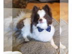 Pomeranian Mix DOG FOR ADOPTION RGADN-1387556 - Gizmo - Pomeranian / Mixed