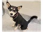 Huskies Mix DOG FOR ADOPTION RGADN-1387563 - COWBOY - Husky / Mixed (short coat)