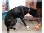 Collie DOG FOR ADOPTION RGADN-1387565 - JUJU - Collie (medium coat) Dog For