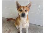 Labrador Retriever-Shiba Inu Mix DOG FOR ADOPTION RGADN-1387566 - RHONDA -