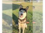 Huskies Mix DOG FOR ADOPTION RGADN-1387568 - TAURUS - Husky / Mixed (medium