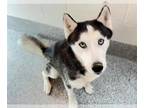 Mix DOG FOR ADOPTION RGADN-1387570 - BRADLEY - Husky (long coat) Dog For