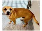 Boxer-Staffordshire Bull Terrier Mix DOG FOR ADOPTION RGADN-1387574 - DELAWARE -
