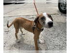 Catahoula Leopard Dog-Rhodesian Ridgeback Mix DOG FOR ADOPTION RGADN-1387576 -