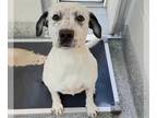 Catahoula Leopard Dog Mix DOG FOR ADOPTION RGADN-1387580 - TEXAS - Catahoula