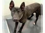 Shepradors DOG FOR ADOPTION RGADN-1387582 - ROOSTER - German Shepherd Dog /
