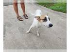 Rat Terrier Mix DOG FOR ADOPTION RGADN-1387589 - CALIFORNIA - Rat Terrier /
