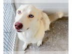 Siberian Husky Mix DOG FOR ADOPTION RGADN-1387598 - CARLIE - Siberian Husky /