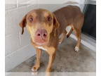 Doberman Pinscher-Vizsla Mix DOG FOR ADOPTION RGADN-1387599 - TURKEY - Doberman