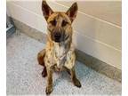 Mix DOG FOR ADOPTION RGADN-1387601 - BRISKET - Dutch Shepherd (short coat) Dog