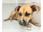 Black Mouth Cur Mix DOG FOR ADOPTION RGADN-1387605 - TINA - Black Mouth Cur /