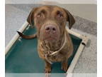American Pit Bull Terrier-Vizsla Mix DOG FOR ADOPTION RGADN-1387608 - BRUCE -