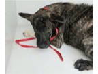German Shorthaired Pointer DOG FOR ADOPTION RGADN-1387618 - INDIANA - German