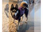 Siberian Husky DOG FOR ADOPTION RGADN-1387621 - WINTER - Siberian Husky (medium