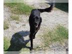 Shepradors DOG FOR ADOPTION RGADN-1387626 - NINJA - Labrador Retriever / German