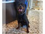 Rottweiler DOG FOR ADOPTION RGADN-1387634 - CATO - Rottweiler (short coat) Dog