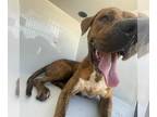 American Bandogge mastiff DOG FOR ADOPTION RGADN-1387640 - WHISKEY - Mastiff /