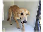 Shepradors DOG FOR ADOPTION RGADN-1387644 - FAELON - Labrador Retriever / German