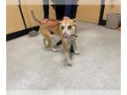 Shiba Inu DOG FOR ADOPTION RGADN-1387649 - AKI - Shiba Inu (medium coat) Dog For