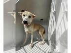Akita Mix DOG FOR ADOPTION RGADN-1387671 - MADDIE - Akita / Mixed (medium coat)