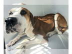 Harrier Mix DOG FOR ADOPTION RGADN-1387673 - JETHRO - Harrier / Mixed (short