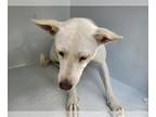 Shepradors DOG FOR ADOPTION RGADN-1387674 - SNOWFLAKE - Labrador Retriever /