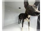Toy Fox Terrier Mix DOG FOR ADOPTION RGADN-1387680 - NEFRETITI - Toy Fox Terrier