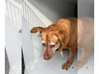 Shepradors DOG FOR ADOPTION RGADN-1387686 - QUEEN ELIZABETH - German Shepherd