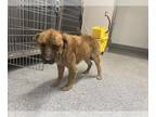 Golden Retriever Mix DOG FOR ADOPTION RGADN-1387702 - CHUCK - Golden Retriever /