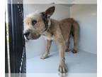 Otterhound Mix DOG FOR ADOPTION RGADN-1387740 - DRUMSTICK - Otterhound / Mixed