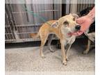 Miniature Pinscher Mix DOG FOR ADOPTION RGADN-1387748 - ANDI - Miniature