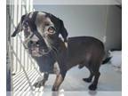 Pug Mix DOG FOR ADOPTION RGADN-1387758 - PAQUENO - Pug / Mixed (medium coat) Dog