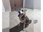 Labrador Retriever-Siberian Husky Mix DOG FOR ADOPTION RGADN-1387768 - A627890 -